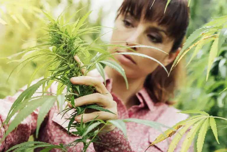 New-Research-Shows-Promise-of-Cannabis