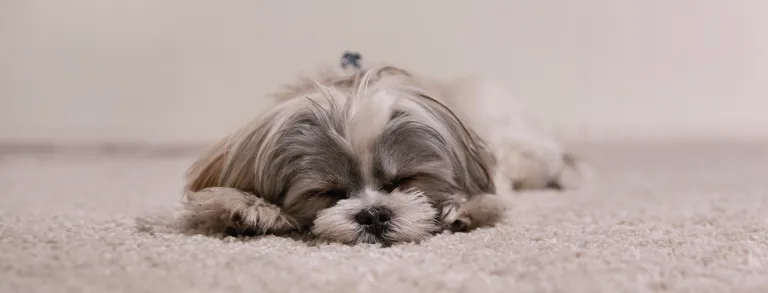 Napping Basics: Discover How Long a Nap Should Be for Maximum Energy and Health